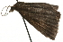  ( - MM06507)  @13 [ ] CreativeCommons - Attribution (2010) Unspecified Centre for Biodiversity Genomics