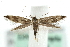  ( - MM06515)  @13 [ ] CreativeCommons - Attribution (2010) Unspecified Centre for Biodiversity Genomics