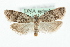  ( - MM06548)  @15 [ ] CreativeCommons - Attribution (2010) Unspecified Centre for Biodiversity Genomics