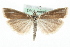  ( - MM06551)  @15 [ ] CreativeCommons - Attribution (2010) Unspecified Centre for Biodiversity Genomics