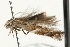  ( - MM07017)  @12 [ ] CreativeCommons - Attribution (2010) Unspecified Centre for Biodiversity Genomics