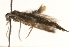  ( - MM06160)  @13 [ ] CreativeCommons - Attribution (2010) Unspecified Centre for Biodiversity Genomics