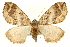  (Pelurga - MM09465)  @15 [ ] CreativeCommons - Attribution (2010) Unspecified Centre for Biodiversity Genomics