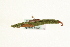  ( - MM09306)  @12 [ ] CreativeCommons - Attribution (2010) Unspecified Centre for Biodiversity Genomics