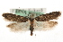  (Gelechia muscosella - MM09807)  @15 [ ] CreativeCommons - Attribution (2010) Unspecified Centre for Biodiversity Genomics