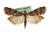 ( - MM09811)  @14 [ ] CreativeCommons - Attribution (2010) Unspecified Centre for Biodiversity Genomics