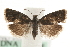  ( - MM09843)  @14 [ ] CreativeCommons - Attribution (2010) Unspecified Centre for Biodiversity Genomics