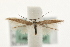  ( - MM09910)  @13 [ ] CreativeCommons - Attribution (2010) Unspecified Centre for Biodiversity Genomics