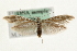  (Coleophora graminicolella - MM09969)  @14 [ ] CreativeCommons - Attribution (2010) Unspecified Centre for Biodiversity Genomics