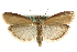  (Sciota lucipetella - MM09991)  @15 [ ] CreativeCommons - Attribution (2010) Unspecified Centre for Biodiversity Genomics