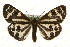  ( - MM10075)  @14 [ ] CreativeCommons - Attribution (2010) Unspecified Centre for Biodiversity Genomics