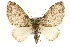  (Lobophora halterata - MM10101)  @15 [ ] CreativeCommons - Attribution (2010) Unspecified Centre for Biodiversity Genomics