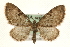  (Eupithecia assimilata - MM10110)  @15 [ ] CreativeCommons - Attribution (2010) Unspecified Centre for Biodiversity Genomics