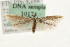  ( - MM10174)  @14 [ ] CreativeCommons - Attribution (2010) Unspecified Centre for Biodiversity Genomics