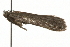  ( - MM08274)  @13 [ ] CreativeCommons - Attribution (2010) Unspecified Centre for Biodiversity Genomics