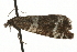  ( - MM08291)  @12 [ ] CreativeCommons - Attribution (2010) Unspecified Centre for Biodiversity Genomics