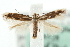  ( - MM08528)  @14 [ ] CreativeCommons - Attribution (2010) Unspecified Centre for Biodiversity Genomics