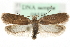  (Agonopterix capreolella - MM08558)  @15 [ ] CreativeCommons - Attribution (2010) Unspecified Centre for Biodiversity Genomics