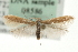  ( - MM08586)  @13 [ ] CreativeCommons - Attribution (2010) Unspecified Centre for Biodiversity Genomics