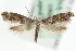  ( - MM08603)  @13 [ ] CreativeCommons - Attribution (2010) Unspecified Centre for Biodiversity Genomics