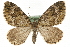  (Colostygia olivata - MM09552)  @15 [ ] CreativeCommons - Attribution (2010) Unspecified Centre for Biodiversity Genomics