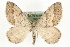  (Mesotype parallelolineata - MM10266)  @14 [ ] CreativeCommons - Attribution (2010) Unspecified Centre for Biodiversity Genomics