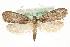  ( - MM10277)  @15 [ ] CreativeCommons - Attribution (2010) Unspecified Centre for Biodiversity Genomics