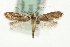  ( - MM10377)  @14 [ ] CreativeCommons - Attribution (2010) Unspecified Centre for Biodiversity Genomics
