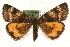  (Archiearis notha - MM10458)  @14 [ ] CreativeCommons - Attribution (2010) Unspecified Centre for Biodiversity Genomics