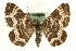  (Epirrhoe - MM10464)  @15 [ ] CreativeCommons - Attribution (2010) Unspecified Centre for Biodiversity Genomics