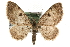  (Eupithecia analoga - MM10473)  @15 [ ] CreativeCommons - Attribution (2010) Unspecified Centre for Biodiversity Genomics