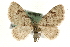  (Chloroclystis v-ata - MM10479)  @15 [ ] CreativeCommons - Attribution (2010) Unspecified Centre for Biodiversity Genomics