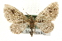  ( - MM10482)  @14 [ ] CreativeCommons - Attribution (2010) Unspecified Centre for Biodiversity Genomics