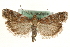  ( - MM10531)  @14 [ ] CreativeCommons - Attribution (2010) Unspecified Centre for Biodiversity Genomics