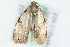  ( - MM11756)  @12 [ ] CreativeCommons - Attribution (2010) Unspecified Centre for Biodiversity Genomics