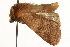  ( - MM12690)  @13 [ ] CreativeCommons - Attribution (2010) Unspecified Centre for Biodiversity Genomics