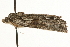  ( - MM12732)  @13 [ ] CreativeCommons - Attribution (2010) Unspecified Centre for Biodiversity Genomics