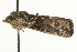  ( - MM12733)  @13 [ ] CreativeCommons - Attribution (2010) Unspecified Centre for Biodiversity Genomics
