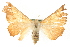  ( - MM10929)  @12 [ ] CreativeCommons - Attribution (2010) Unspecified Centre for Biodiversity Genomics