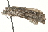  ( - MM10971)  @13 [ ] CreativeCommons - Attribution (2010) Unspecified Centre for Biodiversity Genomics