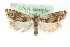  ( - MM11028)  @14 [ ] CreativeCommons - Attribution (2010) Unspecified Centre for Biodiversity Genomics