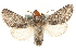  ( - MM11062)  @11 [ ] CreativeCommons - Attribution (2010) Unspecified Centre for Biodiversity Genomics