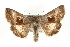  (Syngrapha parilis - MM11066)  @15 [ ] CreativeCommons - Attribution (2010) Unspecified Centre for Biodiversity Genomics