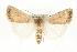  (Caradrina albina - MM11070)  @14 [ ] CreativeCommons - Attribution (2010) Unspecified Centre for Biodiversity Genomics