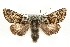  ( - MM11079)  @15 [ ] CreativeCommons - Attribution (2010) Unspecified Centre for Biodiversity Genomics