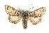  ( - MM11081)  @14 [ ] CreativeCommons - Attribution (2010) Unspecified Centre for Biodiversity Genomics