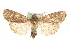  ( - MM11095)  @12 [ ] CreativeCommons - Attribution (2010) Unspecified Centre for Biodiversity Genomics