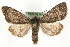  (Xestia lyngei - MM11098)  @15 [ ] CreativeCommons - Attribution (2010) Unspecified Centre for Biodiversity Genomics