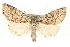  (Xestia distensa - MM11109)  @15 [ ] CreativeCommons - Attribution (2010) Unspecified Centre for Biodiversity Genomics