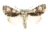  ( - MM11171)  @14 [ ] CreativeCommons - Attribution (2010) Unspecified Centre for Biodiversity Genomics